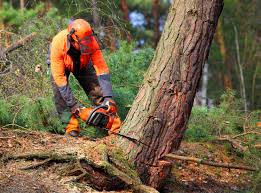 Best Tree Removal Services  in North York, PA